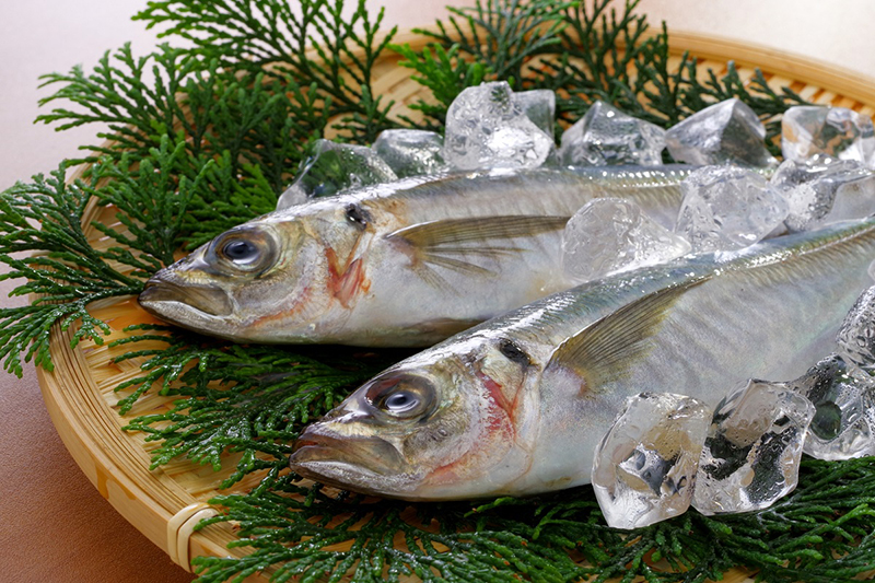 もっと魚肉タンパク質を摂取してもらいたい | お魚たんぱく健康研究会