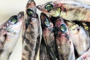 深海魚のヒミツを探れ！未利用魚？地魚？メヒカリプログラム