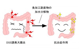 魚の副産物由来加水分解物には大腸炎を抑制する効果が期待できる