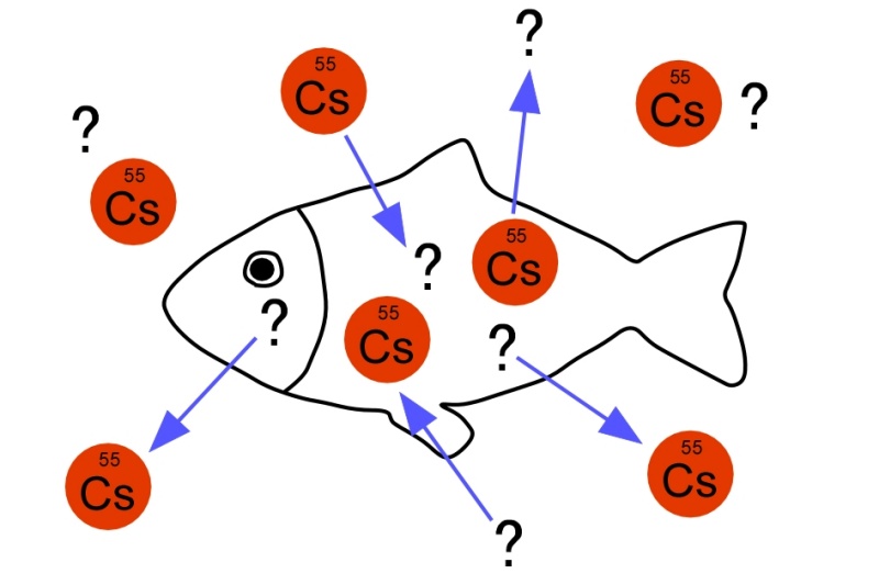 海水魚と淡水魚で放射性セシウムの蓄積パターンは異なるのか？ | お魚たんぱく健康研究会