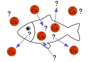 海水魚と淡水魚で放射性セシウムの蓄積パターンは異なるのか？