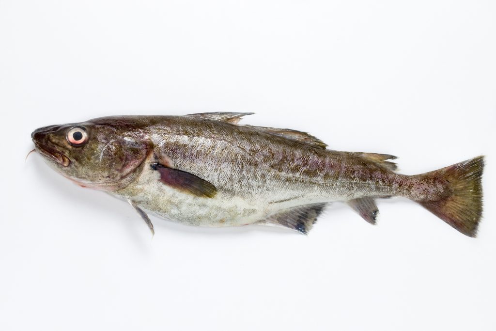 旬のさかな「鱈（タラ）」 | お魚たんぱく健康研究会