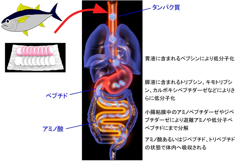 たん白自己消化物 – たん白加水分解物 : 汚泥消化(自己消化)について教えてください。酵母エキスとは、酵母(酵母菌)に含まれるアミノ酸や核酸 ...