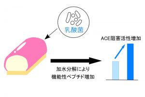 乳酸発酵によりかまぼこ加水分解物のACE阻害活性が高まる