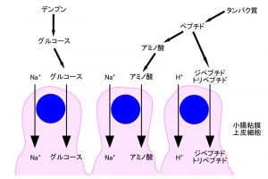 〈消化吸収の基礎〉タンパク質の消化吸収