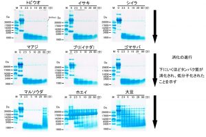 魚タンパク質の消化性の高さ