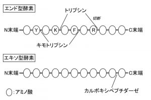 〈消化吸収の基礎〉膵液中の消化酵素