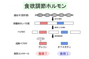 食欲調節ホルモン　グレリン、オベスタチン