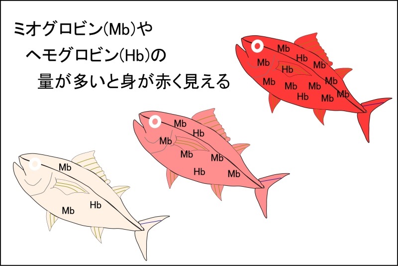 赤身魚と白身魚