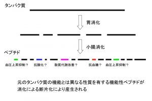 消化性と健康機能性