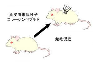 魚由来低分子コラーゲンペプチドが毛髪を成長させる