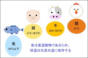 魚は体温が低いからタンパク質が分解されやすい