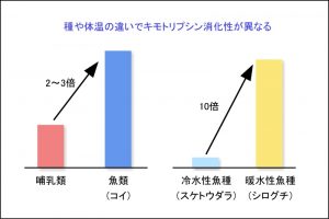 魚は体温が低いからタンパク質が分解されやすい