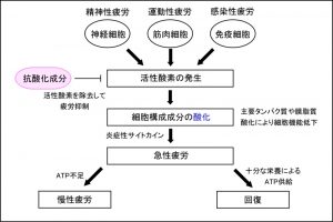 疲労発生メカニズムと生体酸化の抑制