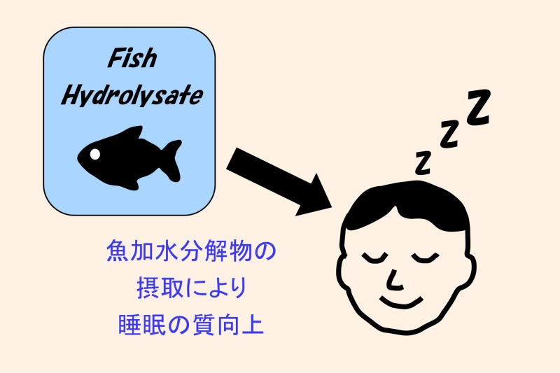 魚加水分解物の摂取が睡眠の質を高める可能性がある