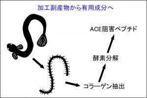 ウナギの骨由来ペプチドのACE阻害活性