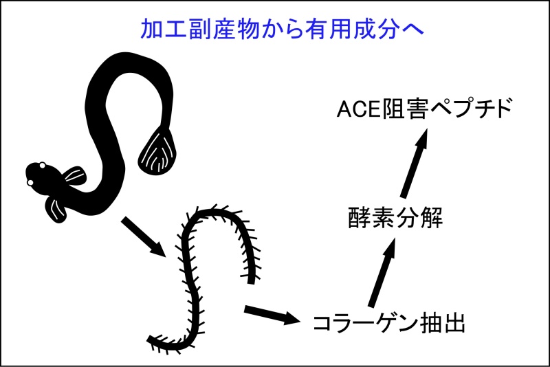 ウナギの骨由来ペプチドのACE阻害活性