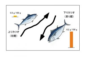 戻り鰹は脂質が豊富