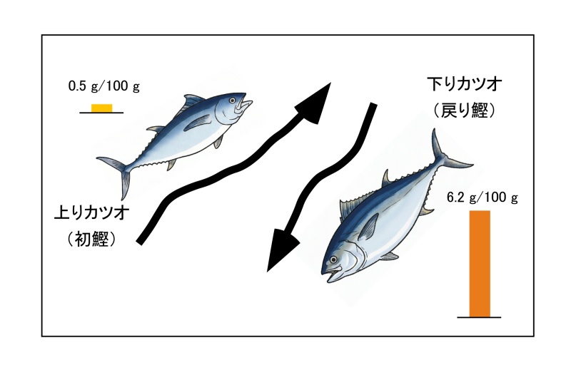 戻り鰹は脂質が豊富