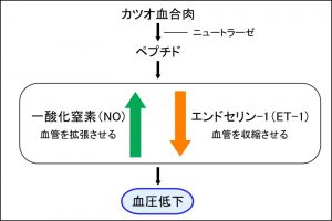 カツオ血合肉由来加水分解物の抗高血圧作用