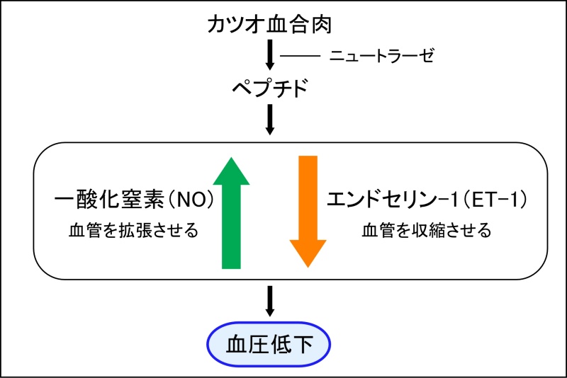 カツオ血合肉由来加水分解物の抗高血圧作用