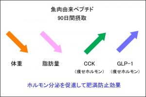 ブルーホワイティング魚肉由来ペプチドの肥満防止効果