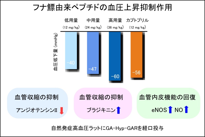 フナ鰾由来ペプチドの血圧上昇抑制効果